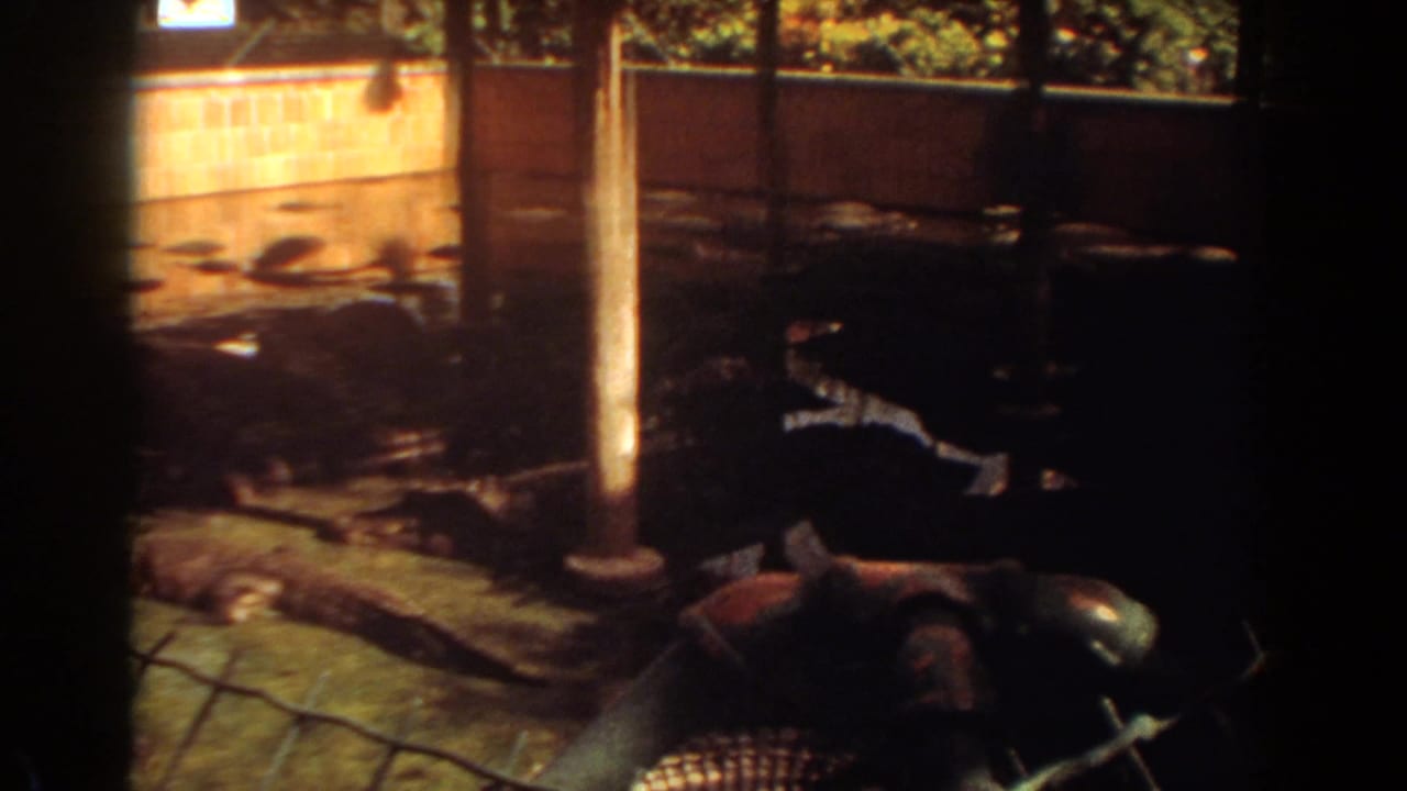 Alligators in a shaded water enclosure behind wire fencing and wooden posts.