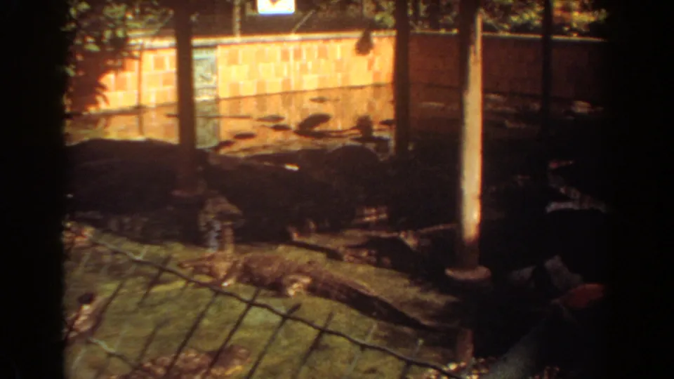 1967 Fort Lauderdale frame with several alligators in a water-filled habitat, bordered by a brick wall and vertical posts.