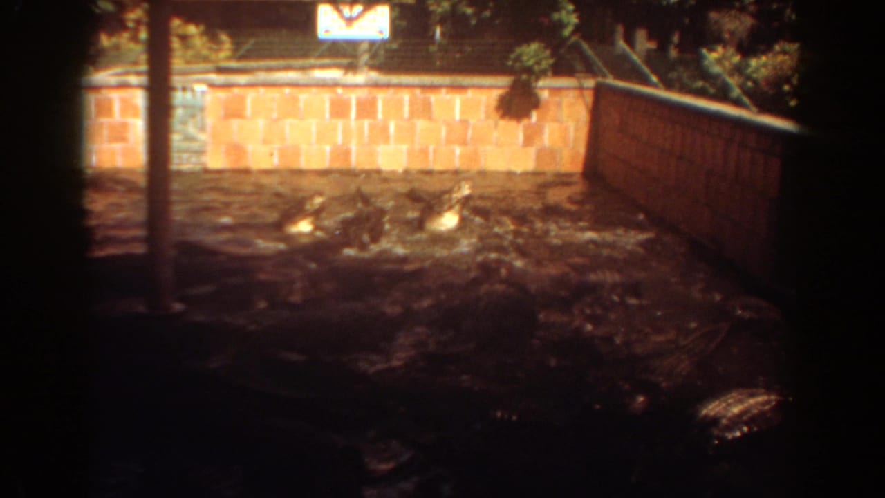 Alligators appear in murky enclosure water at a Fort Lauderdale wildlife setting recorded on 8mm film in 1967.