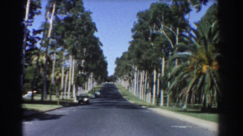 1967 Perth street scene showing a shaded asphalt road framed by palms, eucalyptus trees, lawns, and a dark vintage car at left.