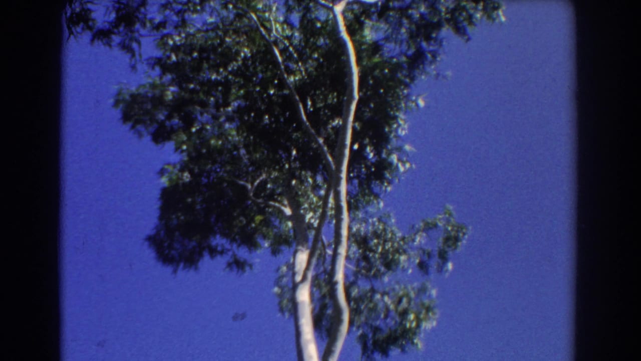 1967 Perth 8mm frame showing a tall eucalyptus trunk and leafy canopy against a saturated blue sky.