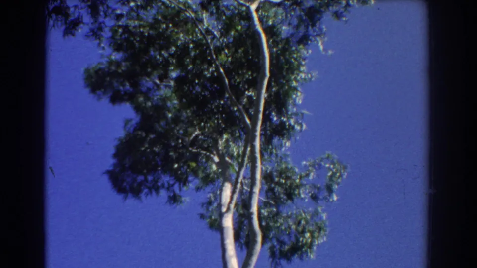 1967 Perth home-movie frame with the upper eucalyptus canopy shifting slightly against a blue sky.