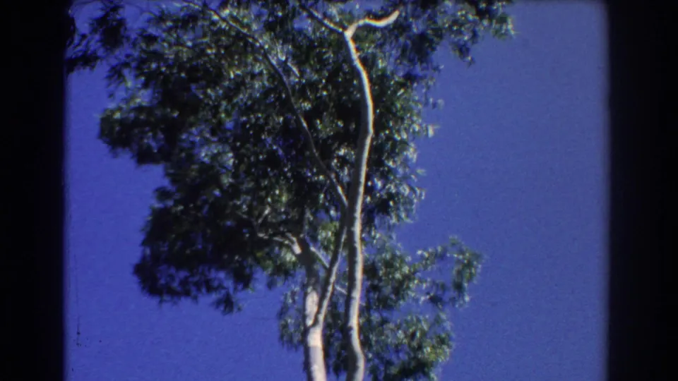 1967 Perth 8mm frame showing a slender eucalyptus trunk and dense leaves in bright daylight.