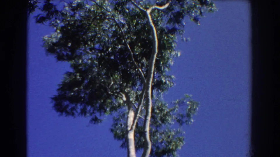 1967 Perth home-movie frame showing the eucalyptus tree leaning through the frame against a clear blue sky.