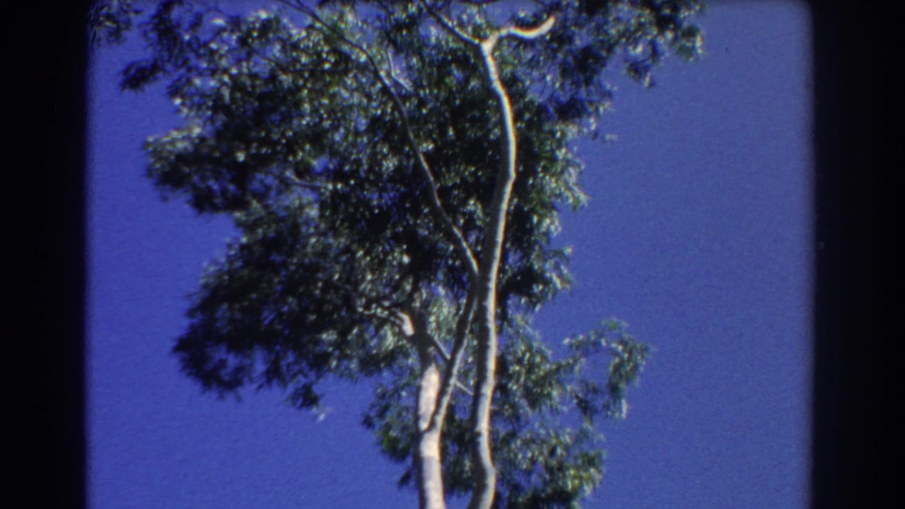 1967 Perth home-movie frame showing a tall eucalyptus-like tree and green canopy against saturated blue sky.