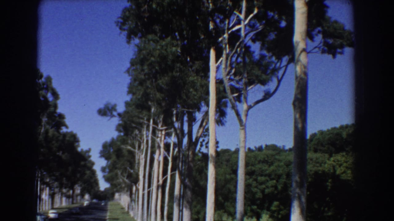Tree-lined road receding between tall pale trunks and green foliage.