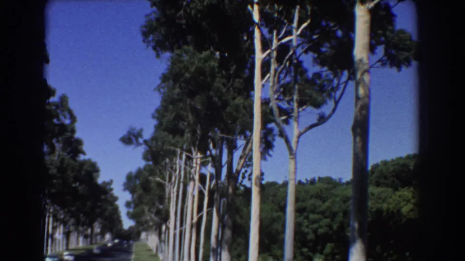 1967 Perth home-movie frame showing a moving roadside view of tall trees, shrubs, grass, and clear sky.