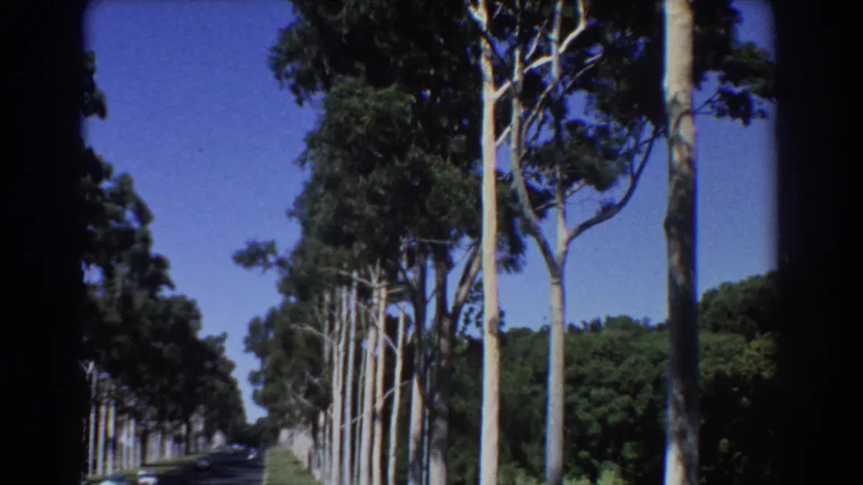 1967 Perth 8mm frame with pale tree trunks, leafy canopies, roadside shrubs, and a road extending ahead.