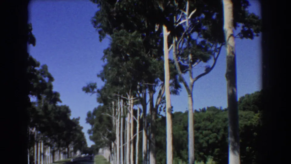1967 Perth home-movie frame showing a sunlit road flanked by tall eucalyptus trees and deep film-gate edges.