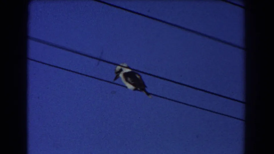 1967 Sydney home-movie frame showing a kookaburra-like bird perched on utility wires against a clear blue sky.