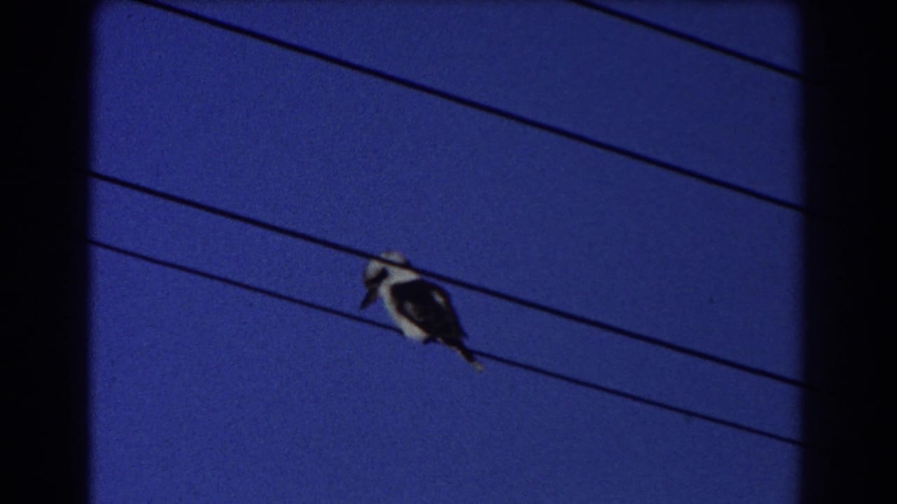 Kookaburra perched on overhead wires against a deep blue sky.