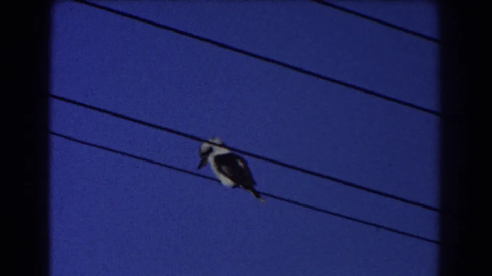 A kookaburra rests on electrical wires above a Sydney suburban view in 1967 home-movie footage.
