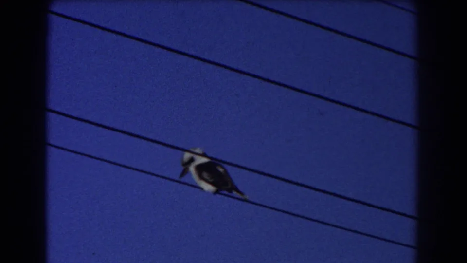 The bird remains still on overhead wires, framed by dark 8mm gate edges and a deep blue sky.