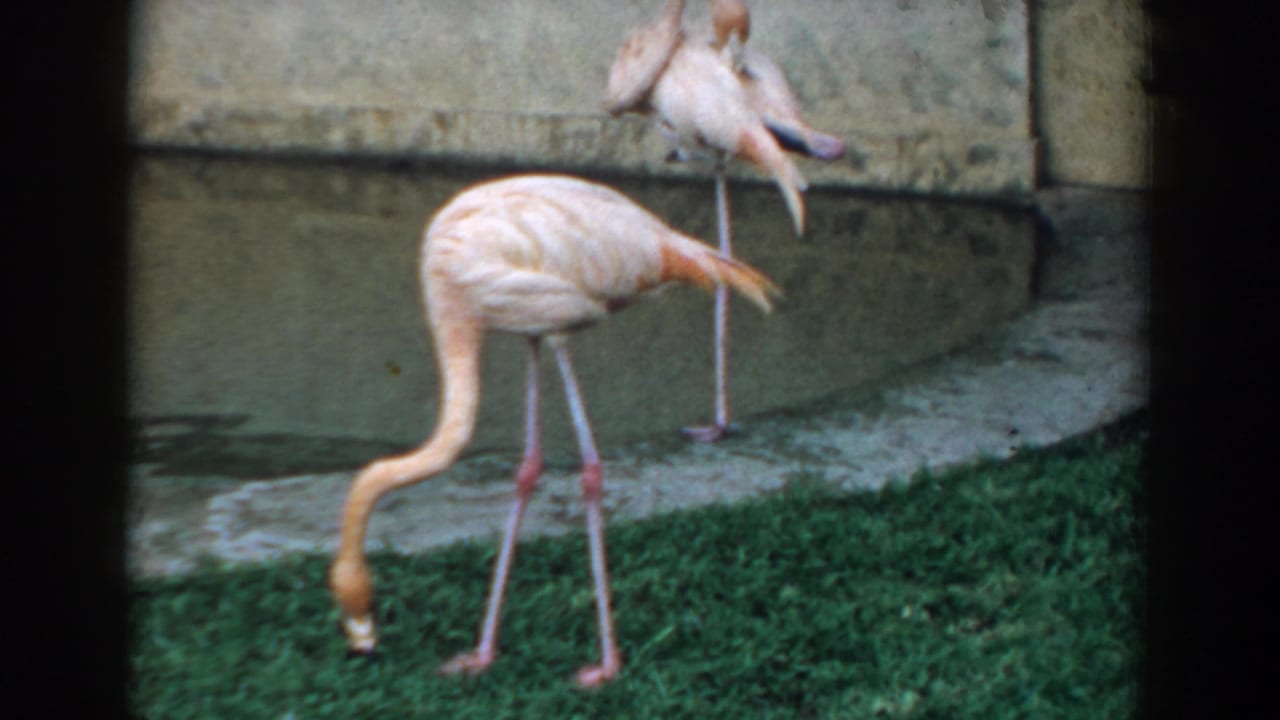1957 Florida 8mm frame showing pink flamingos near grass and a small concrete-edged pond, one bending its neck downward.