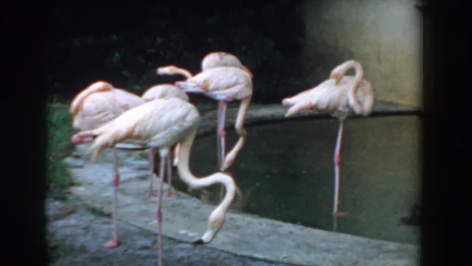 1957 Florida home-movie frame of several pink flamingos standing at a pond, with one bird stretching its neck toward the water.