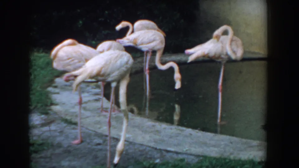 1957 Florida 8mm frame showing a cluster of pink flamingos beside a small pond, with long legs reflected faintly in the water.