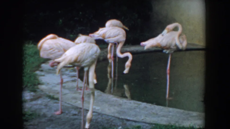 1957 Florida home-movie frame of flamingos at a small concrete-edged pond, including one bird with its neck lowered toward the water.