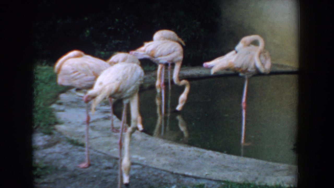 Several pink flamingos stand beside and in a small concrete-edged pond.
