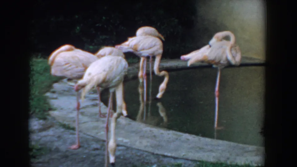 Florida 1957 home-movie frame of pink flamingos standing, resting, and bending near a small man-made pond.