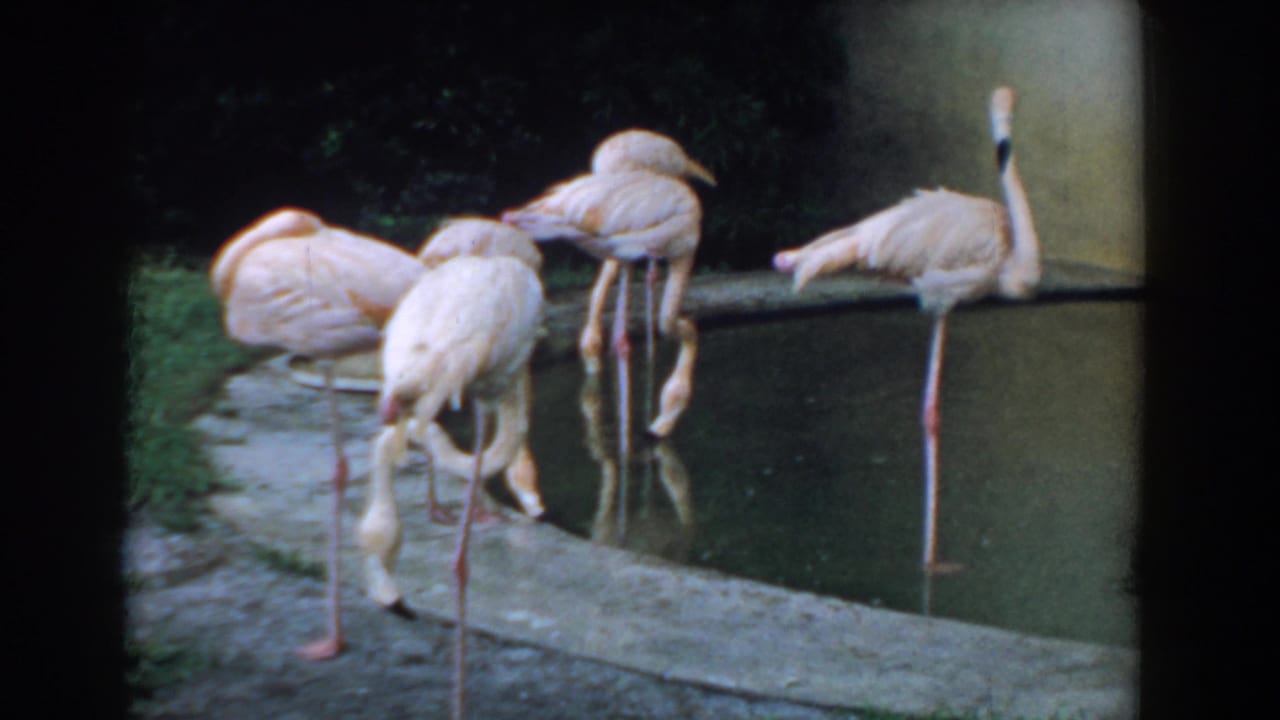 A flock of flamingos stands along a pond edge, with one bird upright at right.