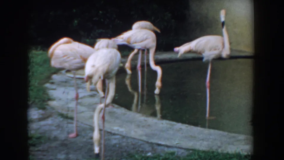 Florida 1957 home-movie still of flamingos preening and standing near a concrete pond with dark water.