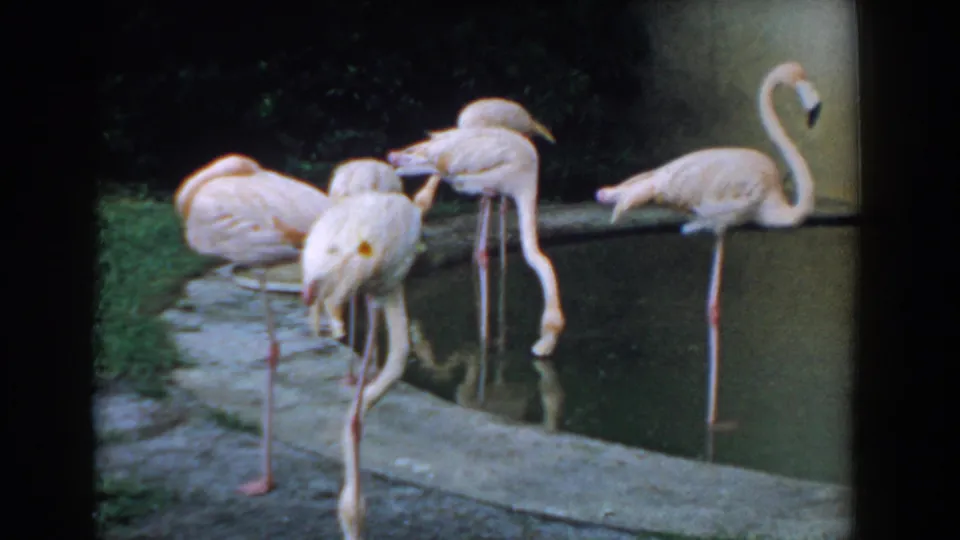 Florida 1957 frame of flamingos at a small pond, with a foreground bird bending its long neck toward the water.