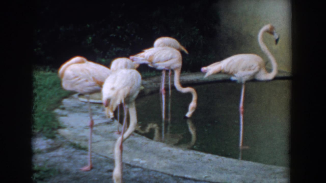 1957 Florida 8mm frame showing pink flamingos standing at a stone-edged fountain in a landscaped estate setting.