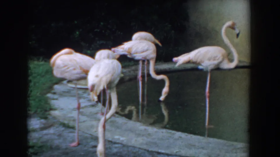 1957 Florida 8mm frame showing pink flamingos standing at a stone-edged fountain in a landscaped estate setting.