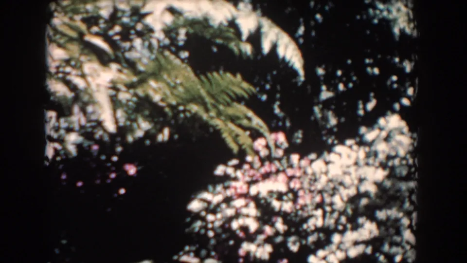 1957 Florida garden close view with broad palm fronds, dense dark foliage, and white and pink flowers filling the frame.