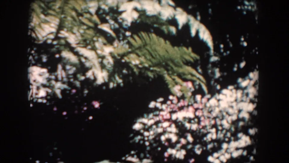 1957 8mm Florida garden foliage, showing layered palm leaves, deep shade, and white and pink blossoms near the lower edge.