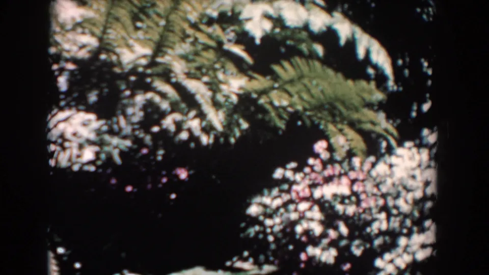 1957 Florida home-movie frame of palms and white flowering shrubs, with bright blossoms set against deep garden shade.