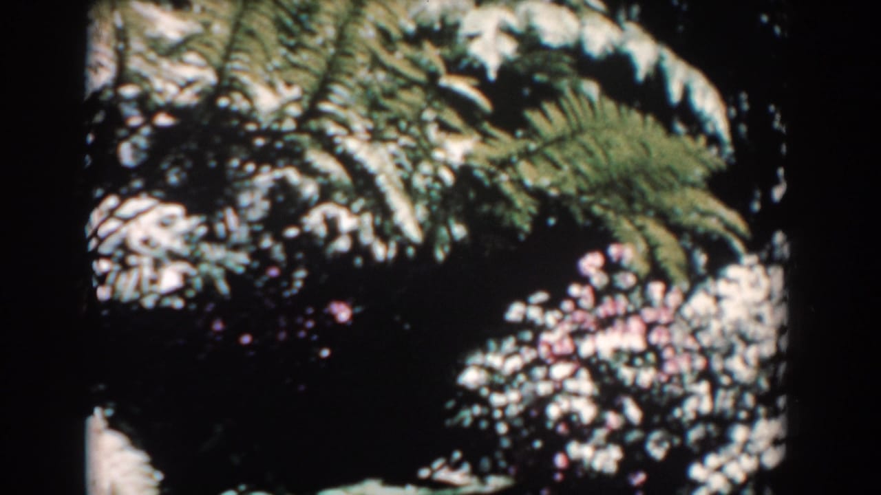 Fern fronds and pink flowers fill a dark, softly focused garden view.