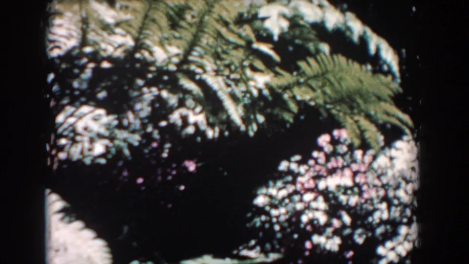 1957 Florida garden close-up with layered ferns, pale blossoms, and dark leafy shadows in soft 8mm color.