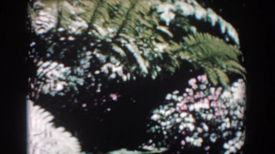 1957 Florida 8mm frame with large fern leaves, dark garden shade, and small pink blossoms near the waterway.