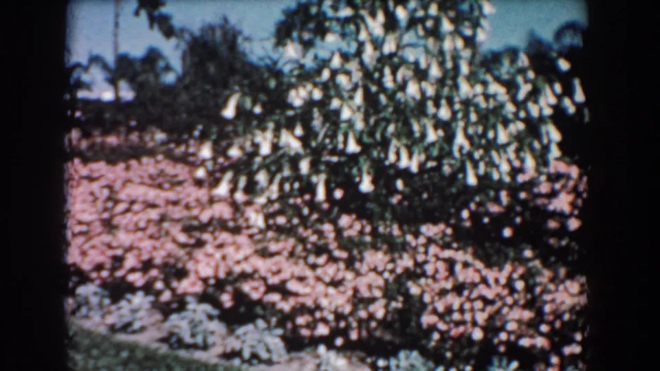 1957 Florida 8mm close-up of white bell-shaped flowers hanging from branches, with pink flowering beds and garden greenery in the background.