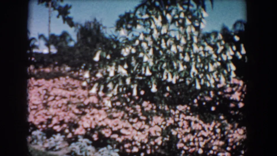 1957 Florida home-movie frame with hanging white blossoms in the foreground and pink flowering plants across the garden bed behind them.
