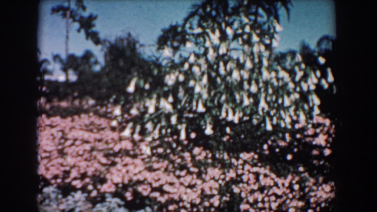 White bell-flowered shrub above pink ground cover with trees and blue sky behind it.