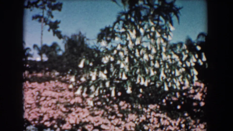 1957 Florida home-movie frame of a white bell-flowered garden shrub set against pink blossoms, trees, and a blue sky.