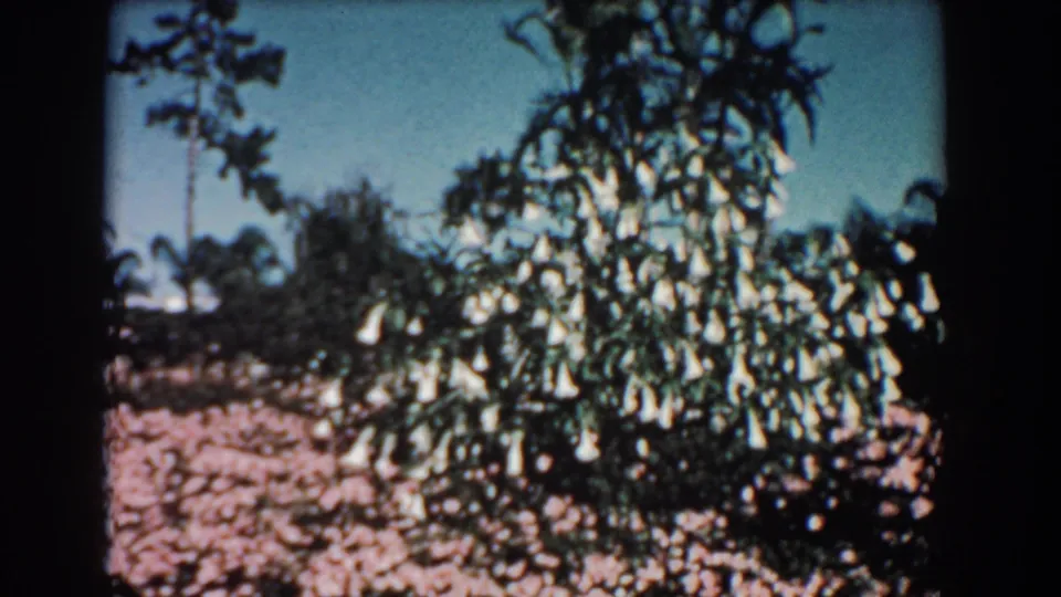 1957 Florida 8mm frame showing a soft-focus tropical garden with white hanging flowers, pink ground cover, trees, and blue sky.