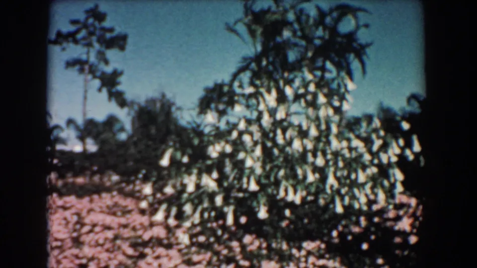 1957 Florida home-movie frame of a tropical garden, with white bell-shaped flowers, pink ground cover, trees, and visible film borders.