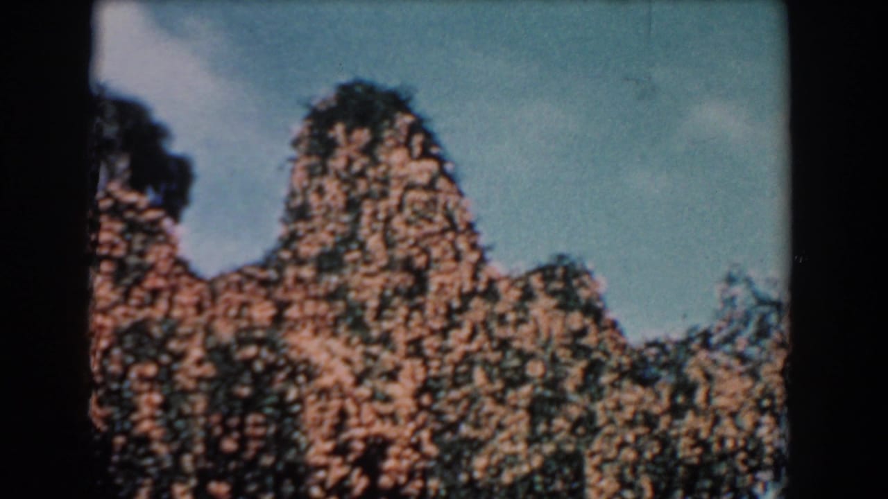 1957 Florida 8mm frame showing orange-brown vines blanketing a group of trees beneath a pale blue sky.