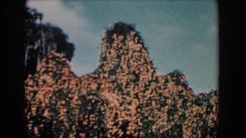 1957 Florida 8mm still showing a cluster of trees heavily draped in orange-brown vine growth under a light sky.