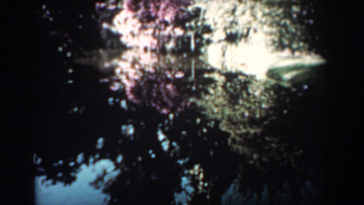 Pond surface reflecting dark trees and pale foliage beside a purple-tinged bush.