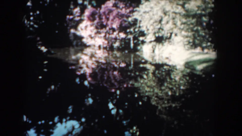 1957 Florida home-movie frame of a pond bordered by bright foliage and a purple-tinged bush, with trees reflected in the water.