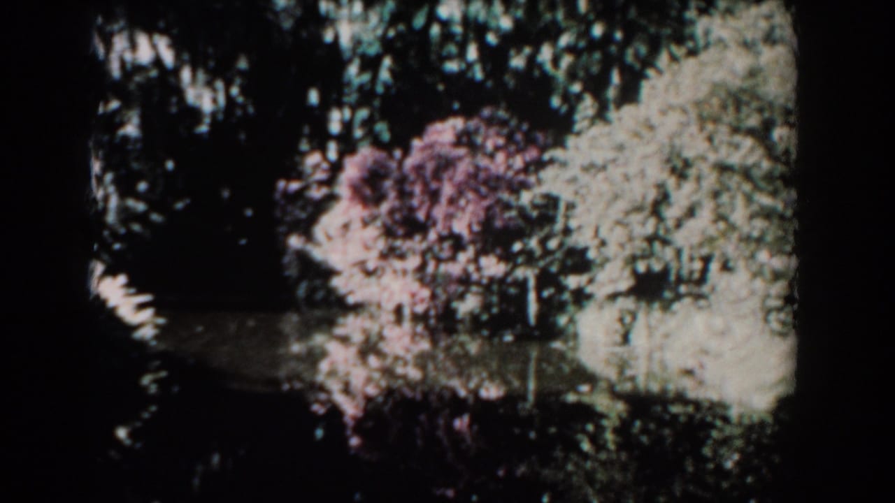 Dark pond water reflecting trees and pink flowering shrubs near pale green foliage.