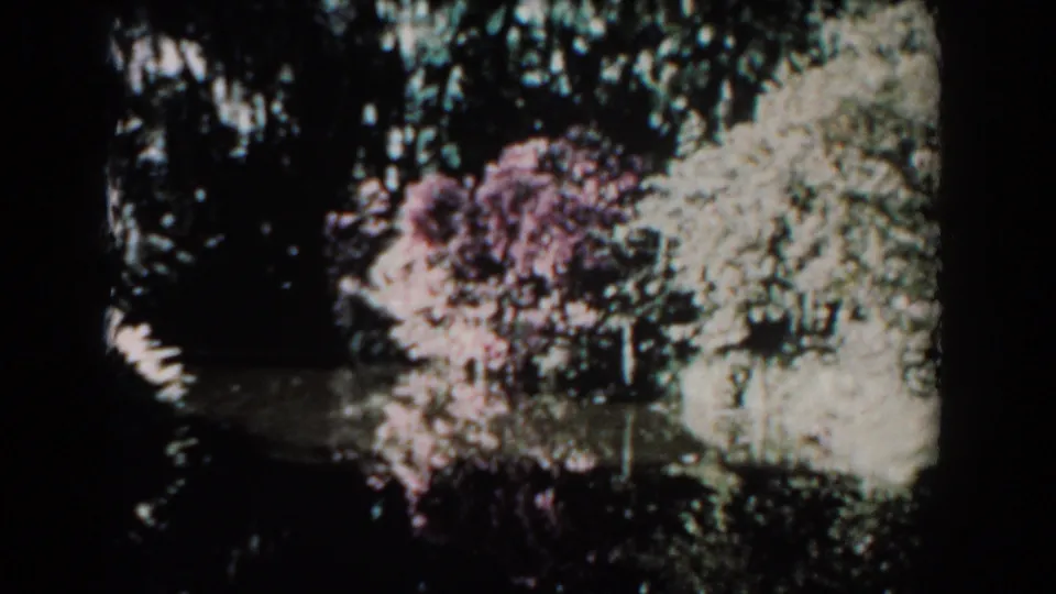 1957 Florida 8mm frame showing shaded water reflections, pink blossoms, and pale green foliage along a pond or garden edge.