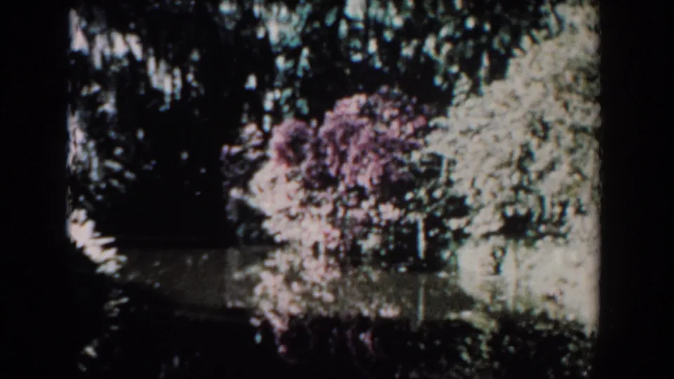 1957 Florida 8mm frame with pink flowering shrubs, pale green foliage, and shadowed water reflections in a quiet natural setting.