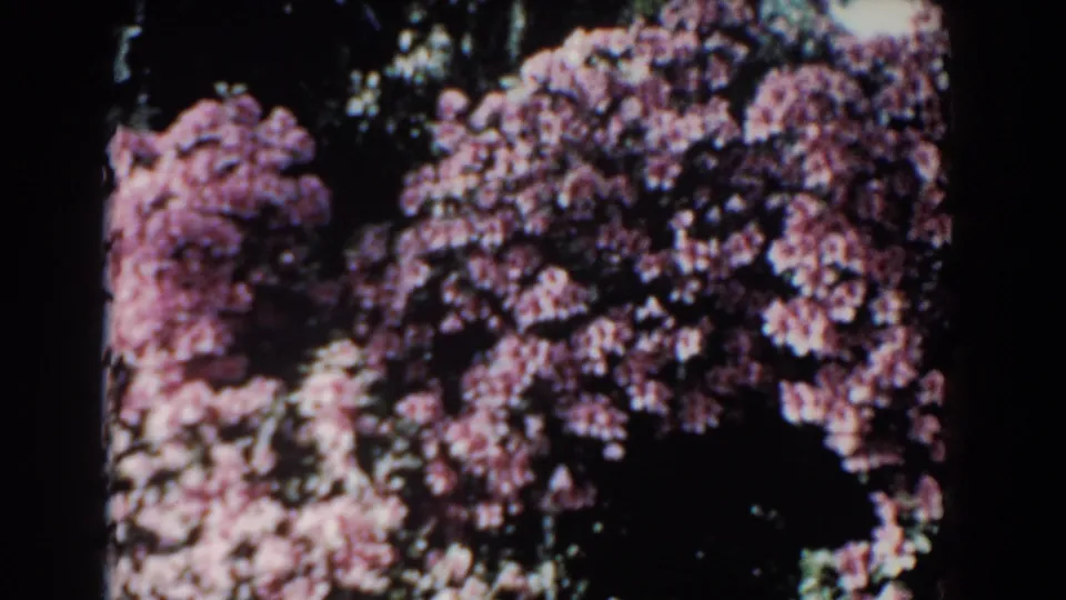 Closer 1957 Florida 8mm view of dense pink blossoms near shaded water, with dark foliage and soft home-movie focus.