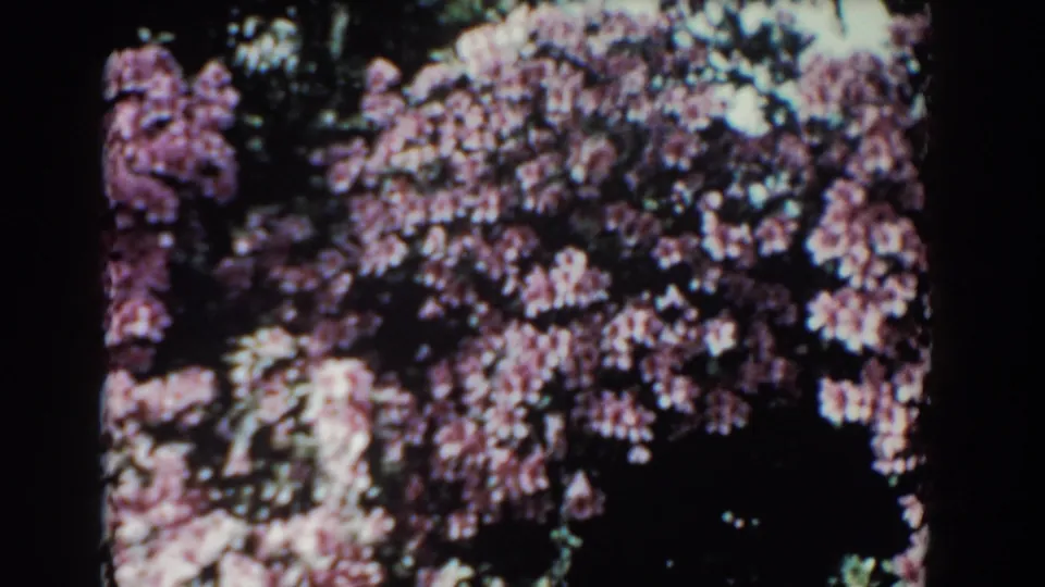 1957 Florida 8mm frame dominated by pink flowering shrubs, dark shaded foliage, and glimpses of reflective water.