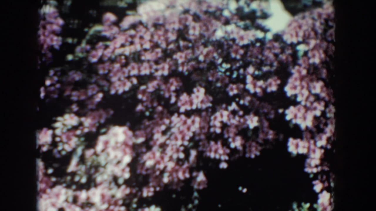 Pink flowering branches and dark tree trunks fill a sunlit waterway view.